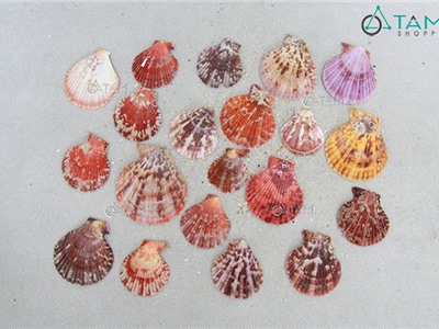 Vỏ sò điệp nhiều màu trang trí phong cách biển hủ 160-180g HOS-04